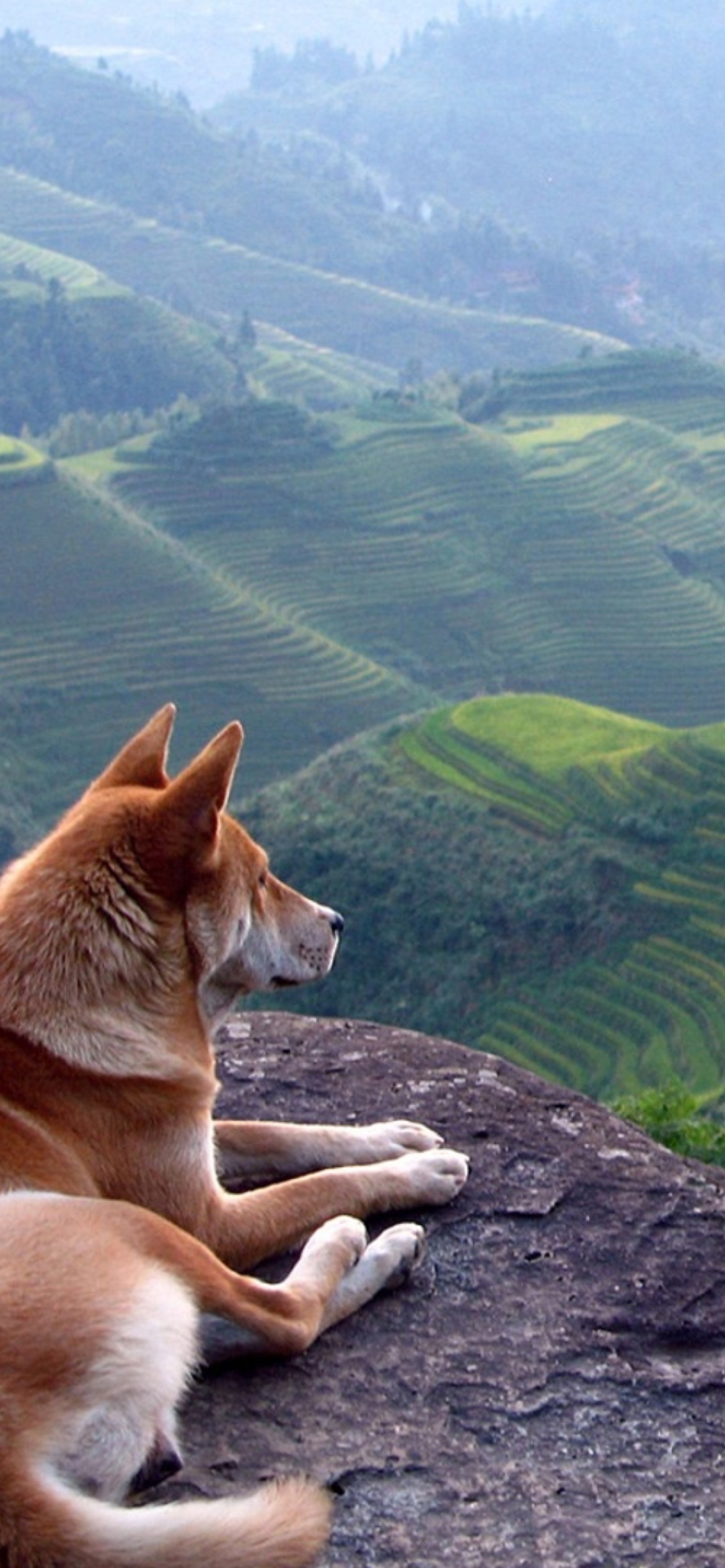 Das Dog Looking Down At Green Hills Wallpaper 1170x2532