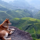 Sfondi Dog Looking Down At Green Hills 128x128