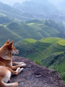 Dog Looking Down At Green Hills wallpaper 132x176