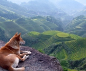 Dog Looking Down At Green Hills screenshot #1 176x144