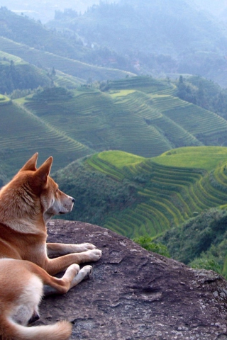 Das Dog Looking Down At Green Hills Wallpaper 320x480