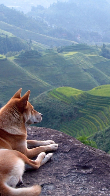 Das Dog Looking Down At Green Hills Wallpaper 360x640