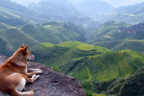 Das Dog Looking Down At Green Hills Wallpaper 480x320
