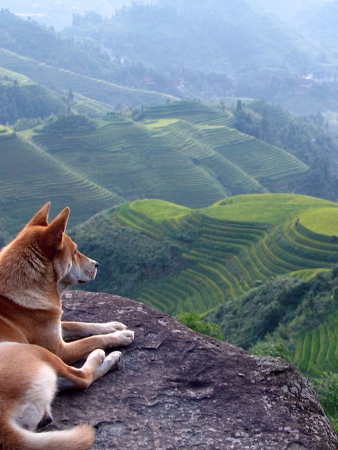 Das Dog Looking Down At Green Hills Wallpaper 480x640