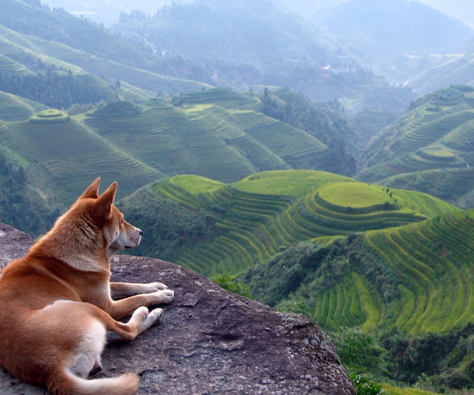 Das Dog Looking Down At Green Hills Wallpaper 960x800