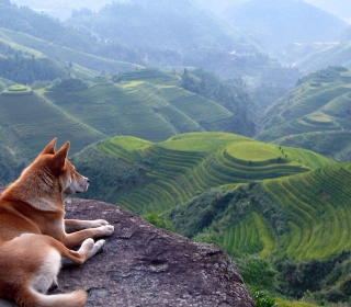 Dog Looking Down At Green Hills - Obrázkek zdarma pro 1024x1024