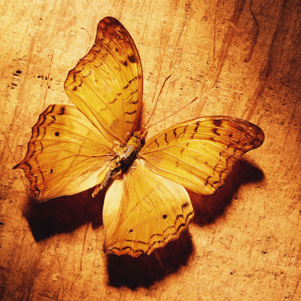 Glitter Gold Butterfly wallpaper 1024x1024