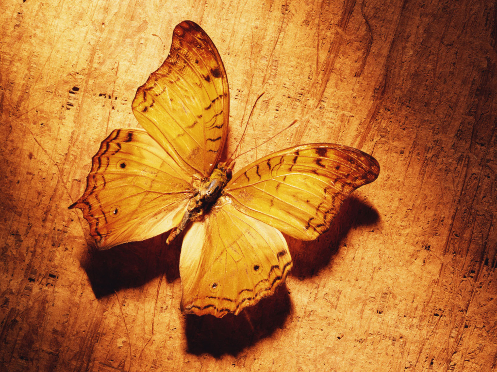 Glitter Gold Butterfly wallpaper 1024x768