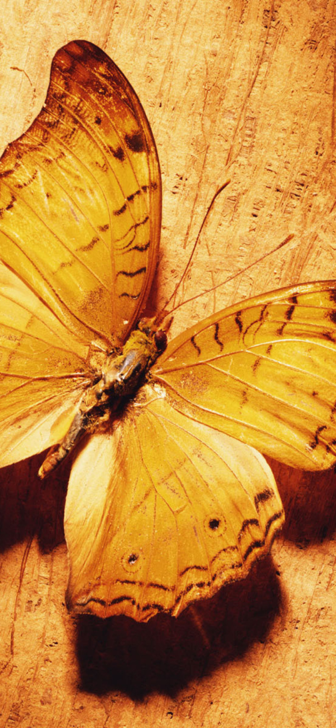 Das Glitter Gold Butterfly Wallpaper 1170x2532