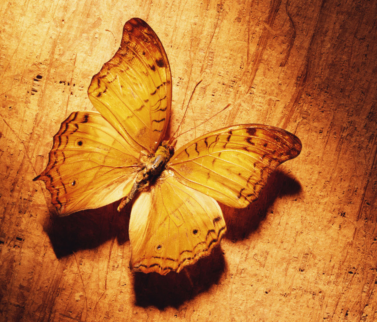 Das Glitter Gold Butterfly Wallpaper 1200x1024