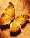 Sfondi Glitter Gold Butterfly 128x160