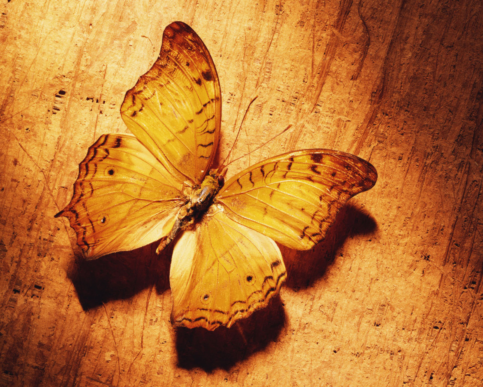 Glitter Gold Butterfly wallpaper 1600x1280