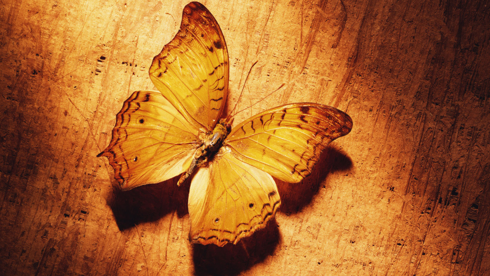 Fondo de pantalla Glitter Gold Butterfly 1600x900
