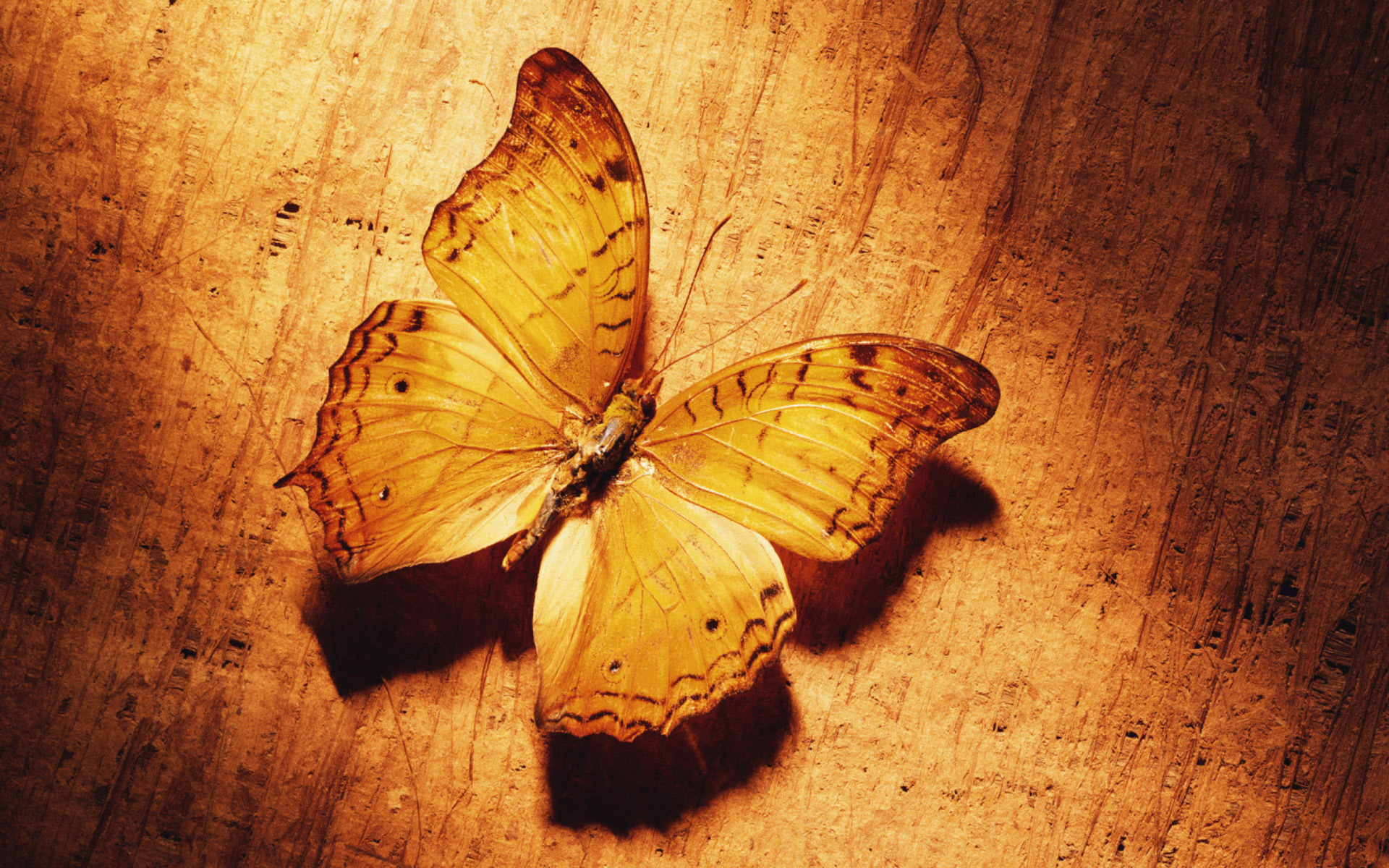 Glitter Gold Butterfly wallpaper 1920x1200