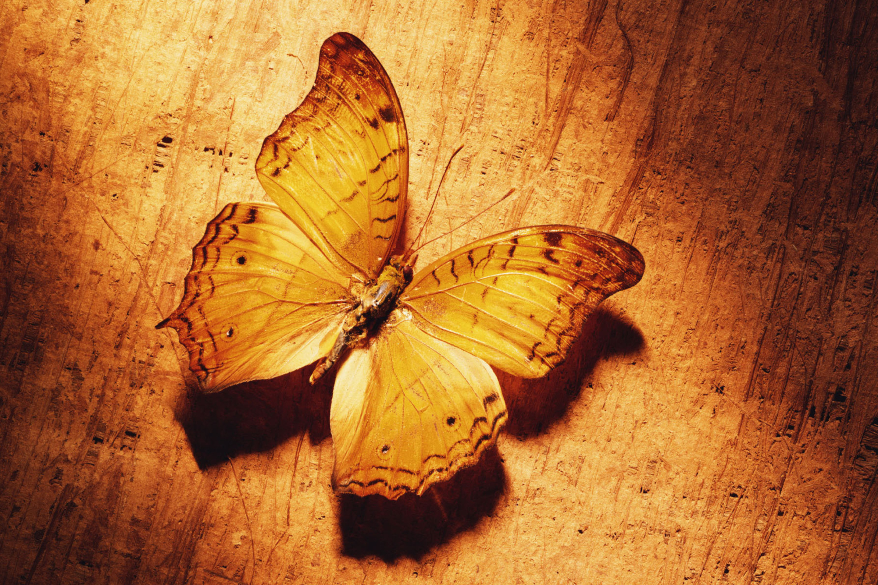 Das Glitter Gold Butterfly Wallpaper 2880x1920