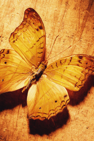 Glitter Gold Butterfly wallpaper 320x480