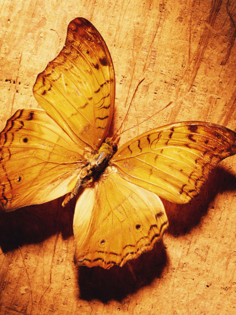 Glitter Gold Butterfly wallpaper 480x640