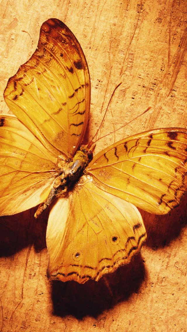 Обои Glitter Gold Butterfly 640x1136