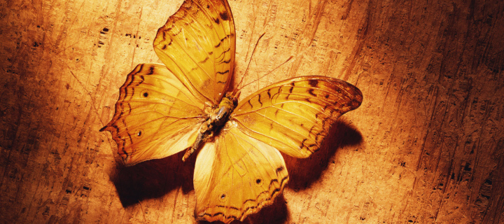 Glitter Gold Butterfly wallpaper 720x320