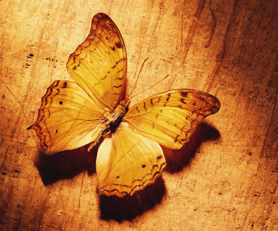 Glitter Gold Butterfly wallpaper 960x800