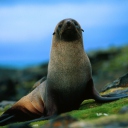 Sfondi The Antarctic Fur Seal 128x128
