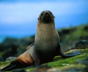 Sfondi The Antarctic Fur Seal 176x144