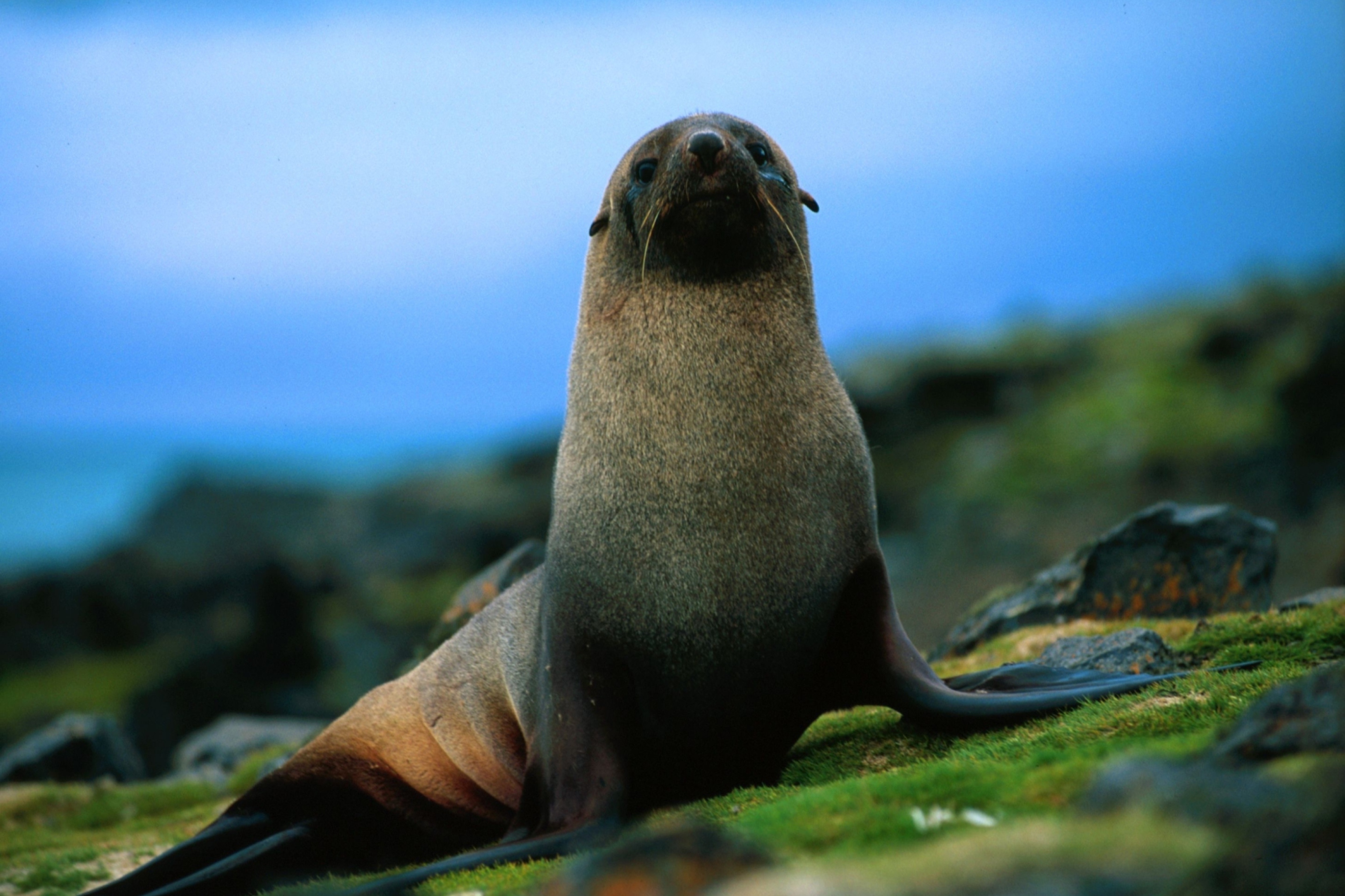 Fondo de pantalla The Antarctic Fur Seal 2880x1920