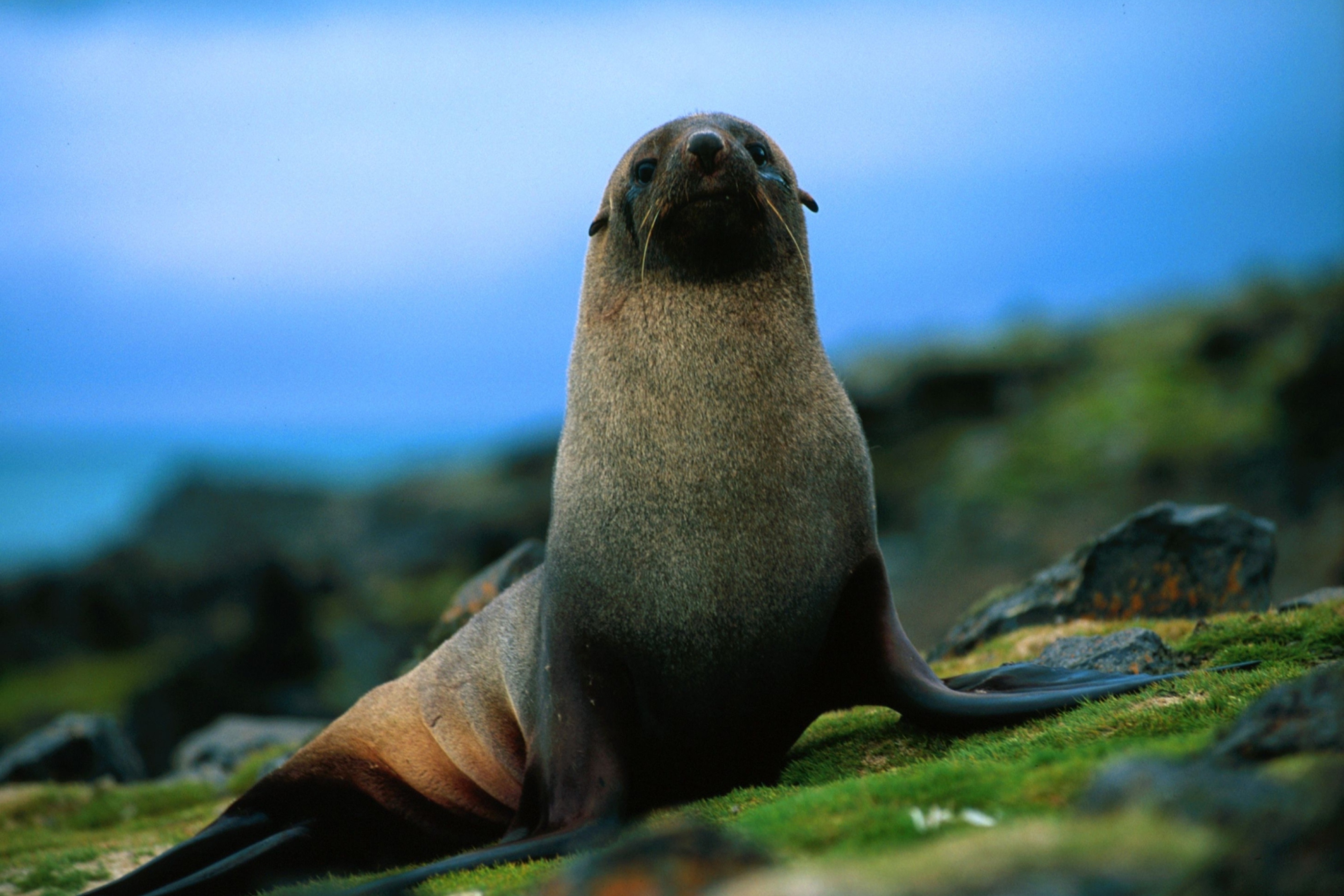 Das The Antarctic Fur Seal Wallpaper 2880x1920