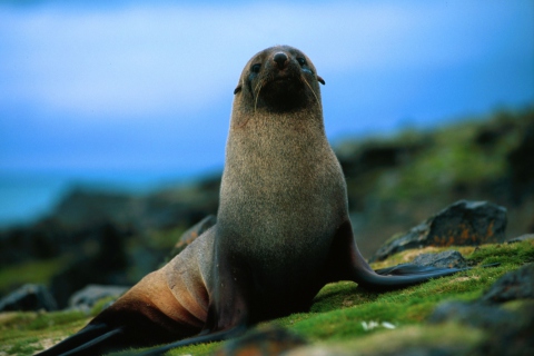 Das The Antarctic Fur Seal Wallpaper 480x320