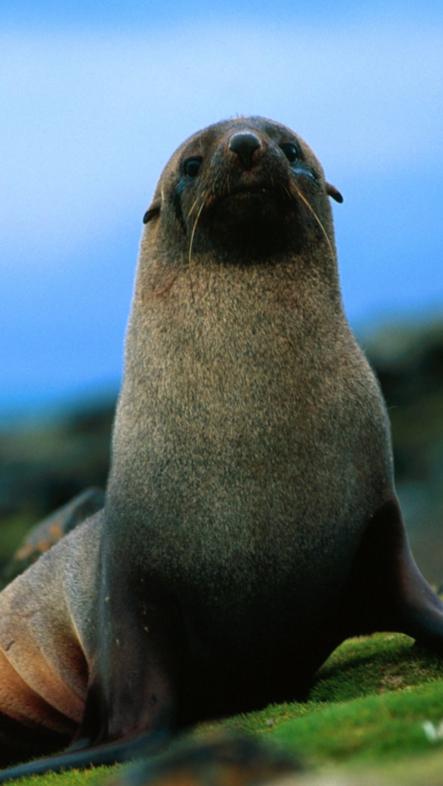Обои The Antarctic Fur Seal 640x1136