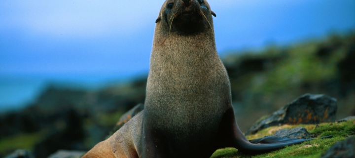 The Antarctic Fur Seal wallpaper 720x320