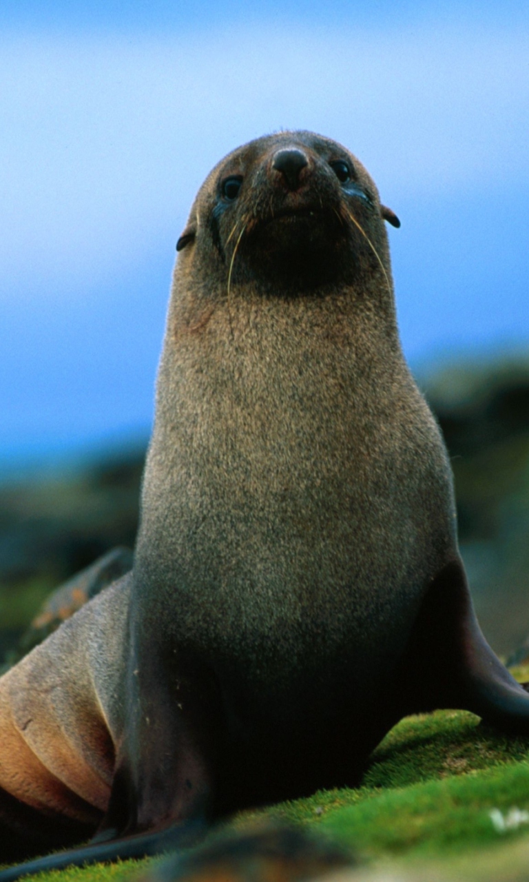Fondo de pantalla The Antarctic Fur Seal 768x1280