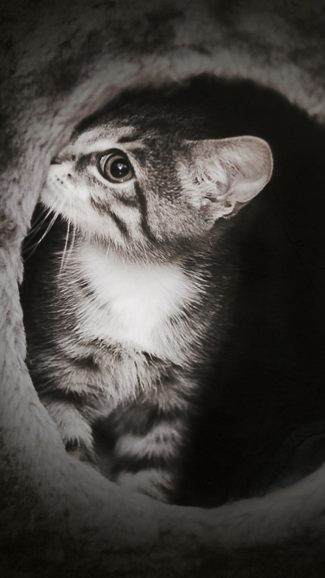 Black And White Kitten wallpaper 1080x1920