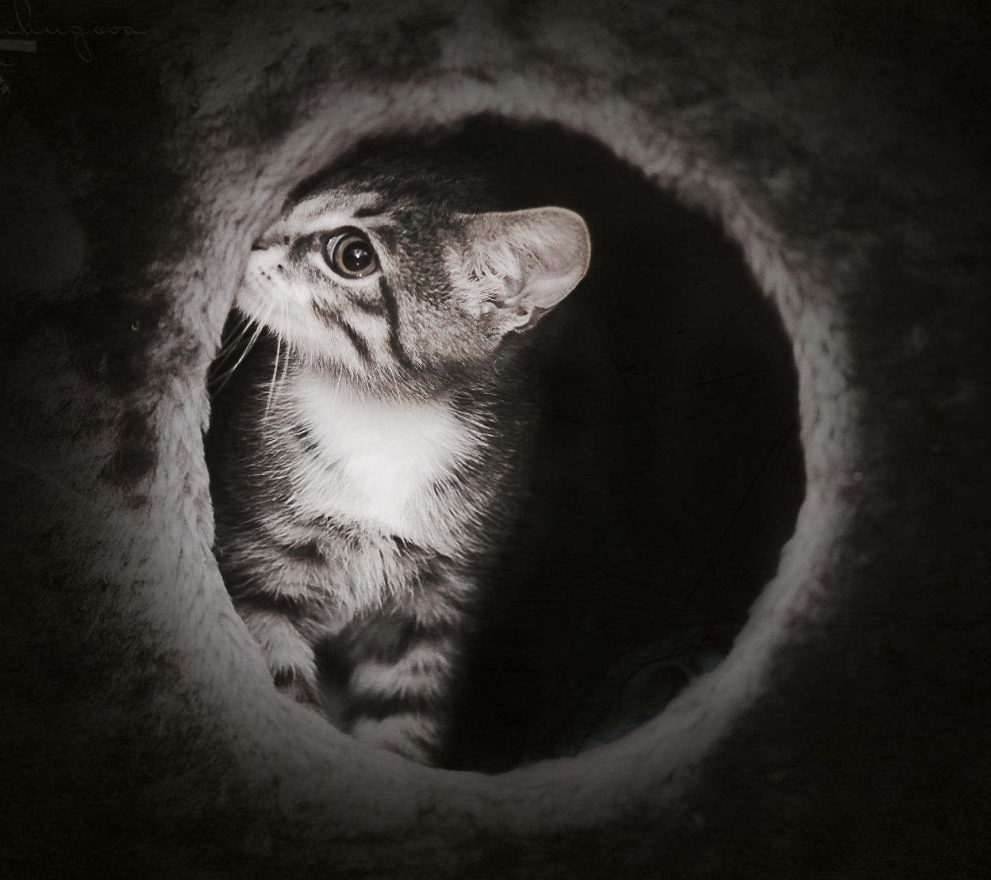 Fondo de pantalla Black And White Kitten 1440x1280