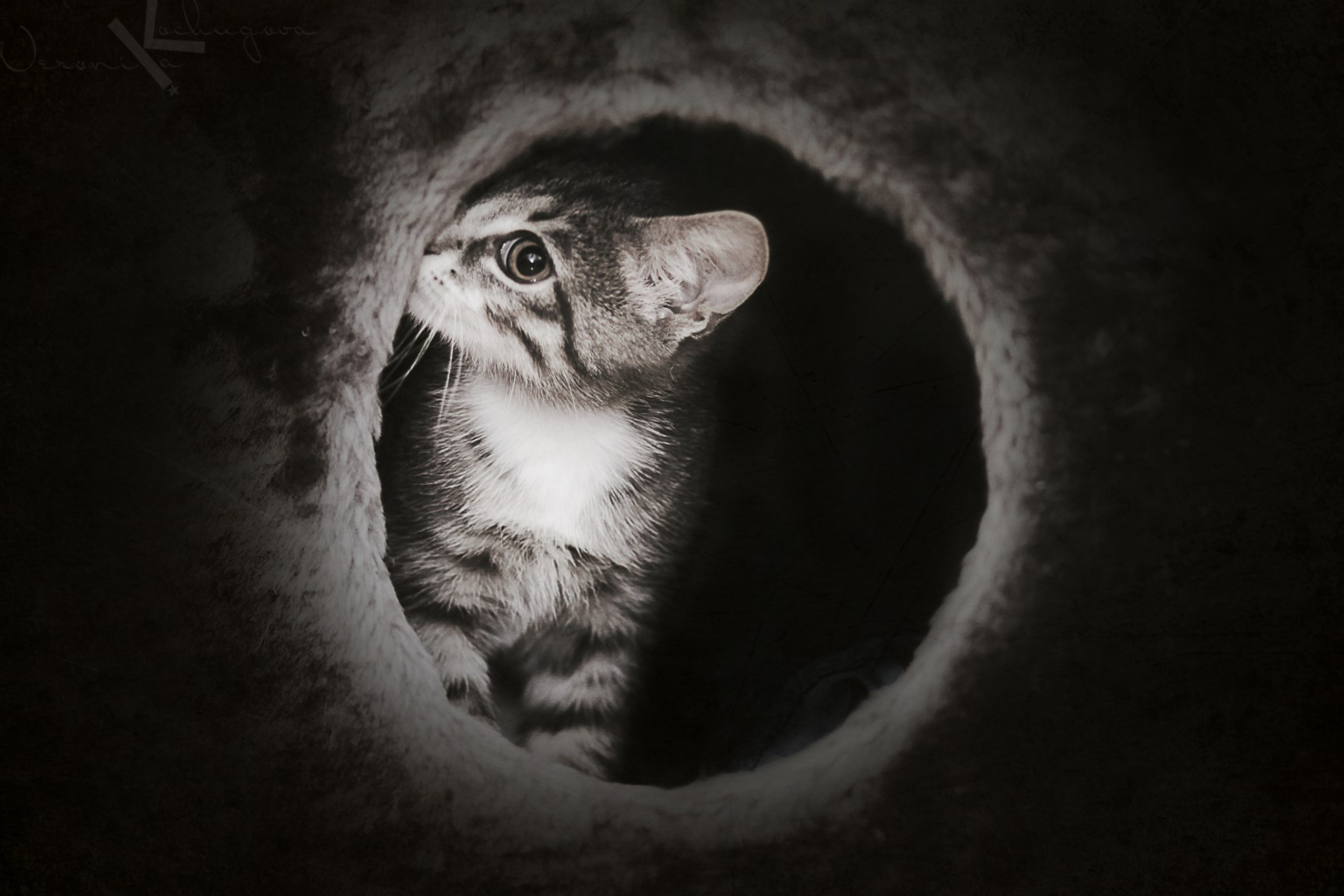 Screenshot №1 pro téma Black And White Kitten 2880x1920