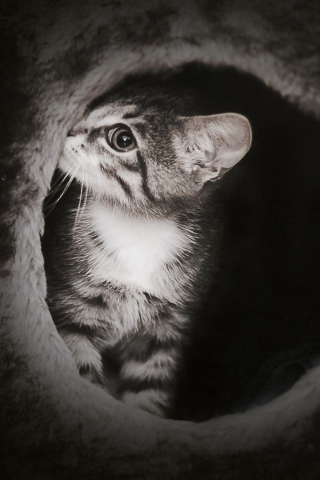 Black And White Kitten wallpaper 320x480