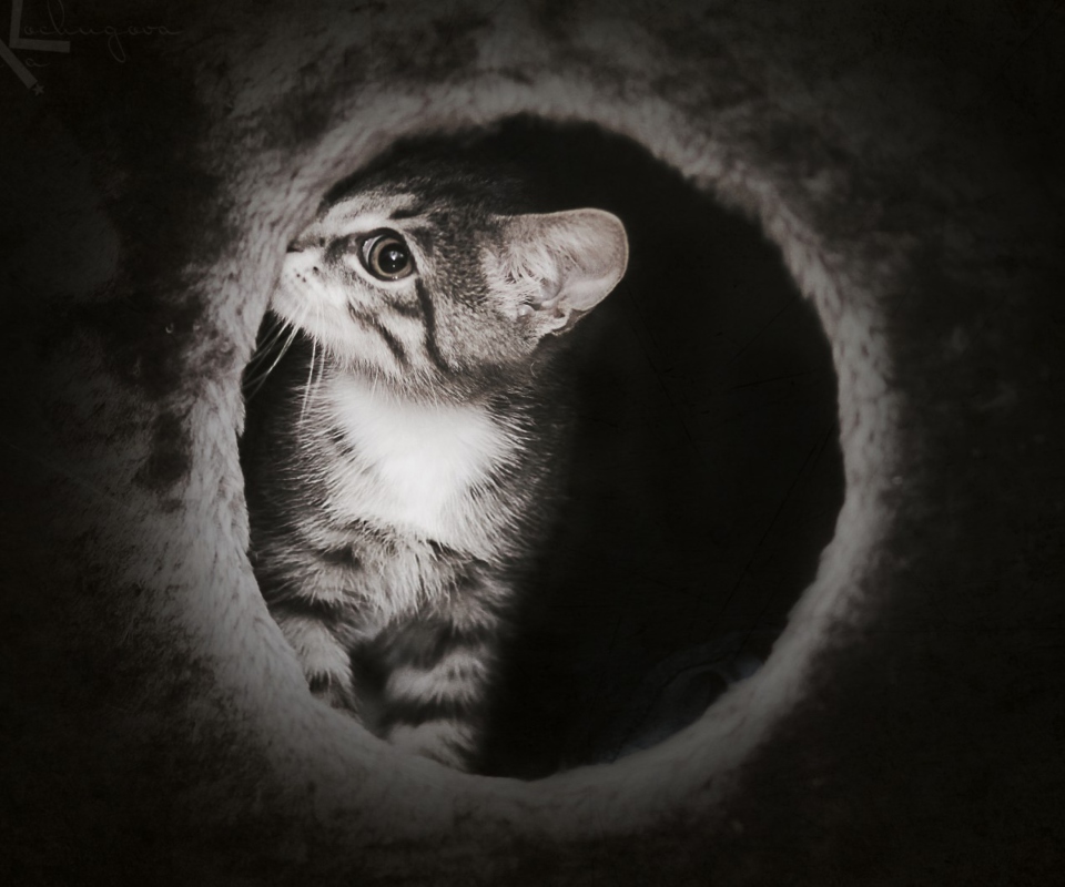 Fondo de pantalla Black And White Kitten 960x800