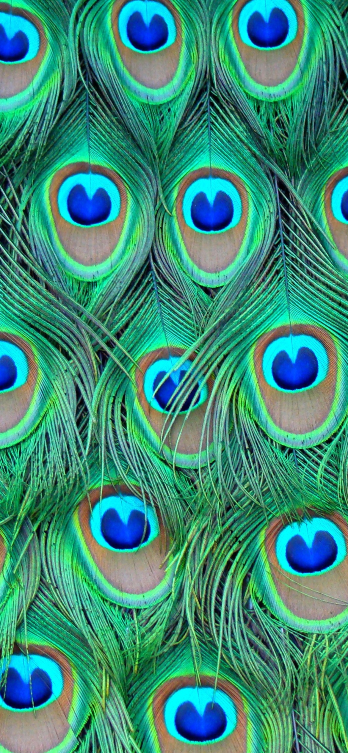 Sfondi Peacock Feathers 1170x2532