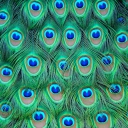 Das Peacock Feathers Wallpaper 128x128
