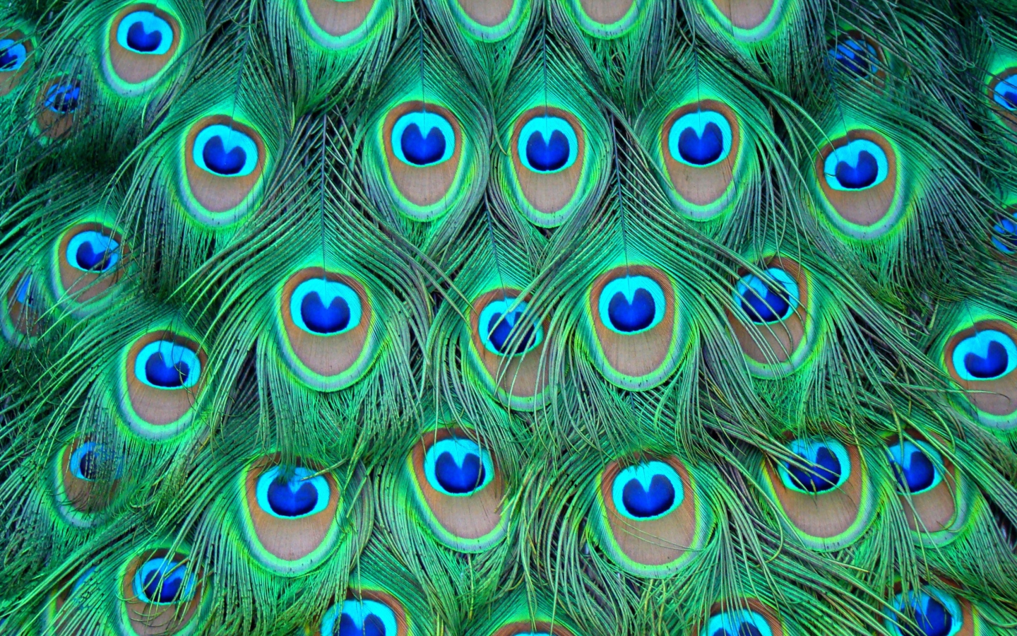 Screenshot №1 pro téma Peacock Feathers 1440x900