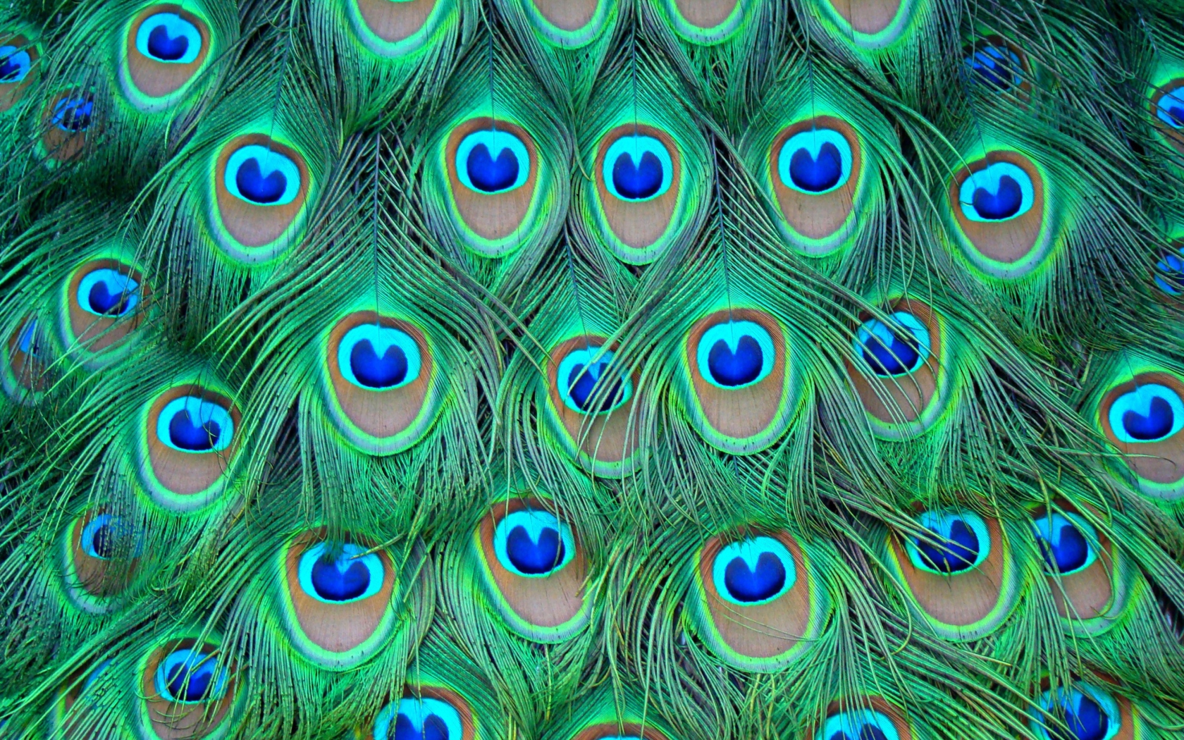 Fondo de pantalla Peacock Feathers 1680x1050