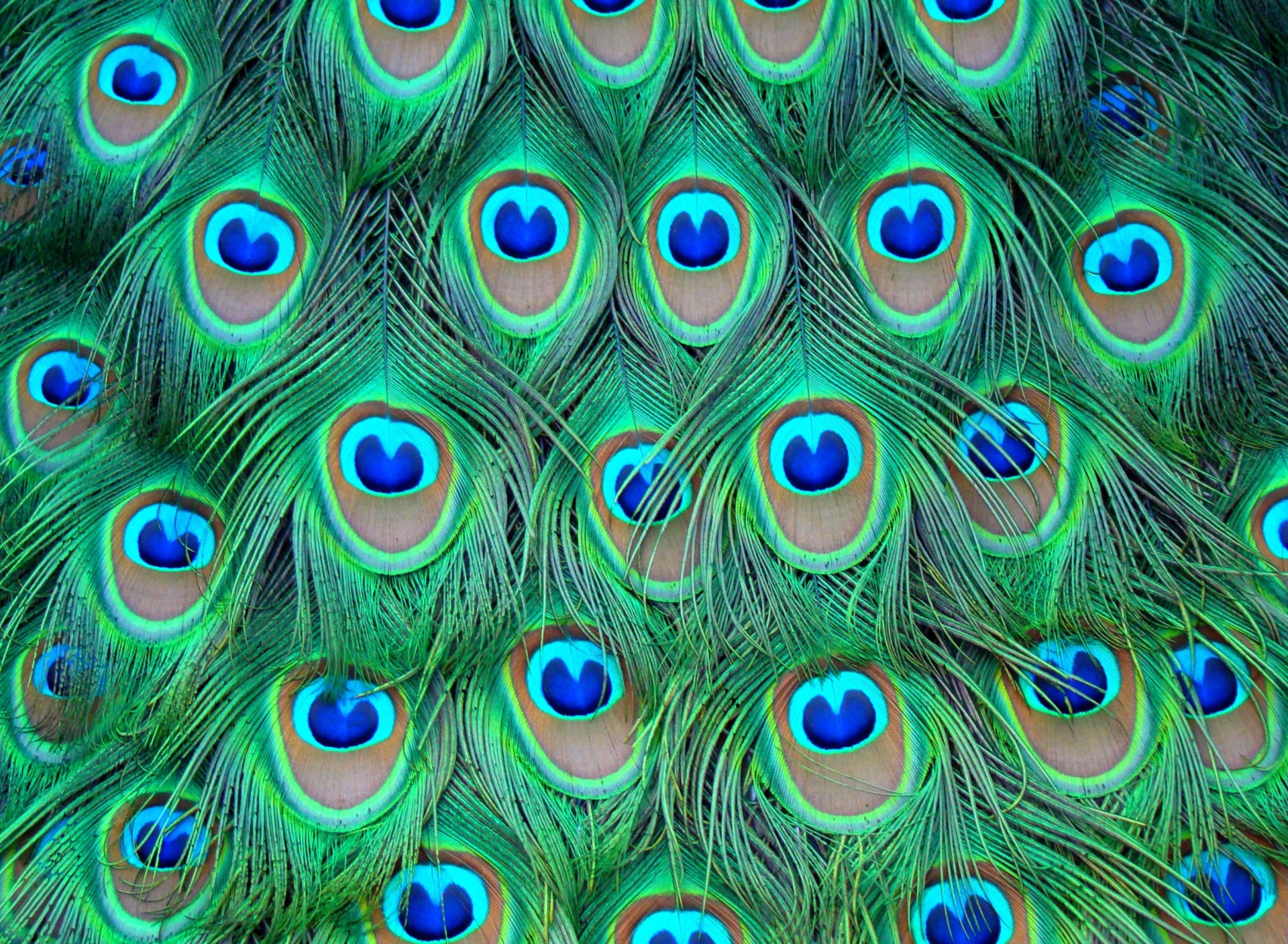 Обои Peacock Feathers 1920x1408