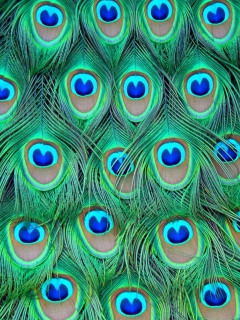 Das Peacock Feathers Wallpaper 240x320