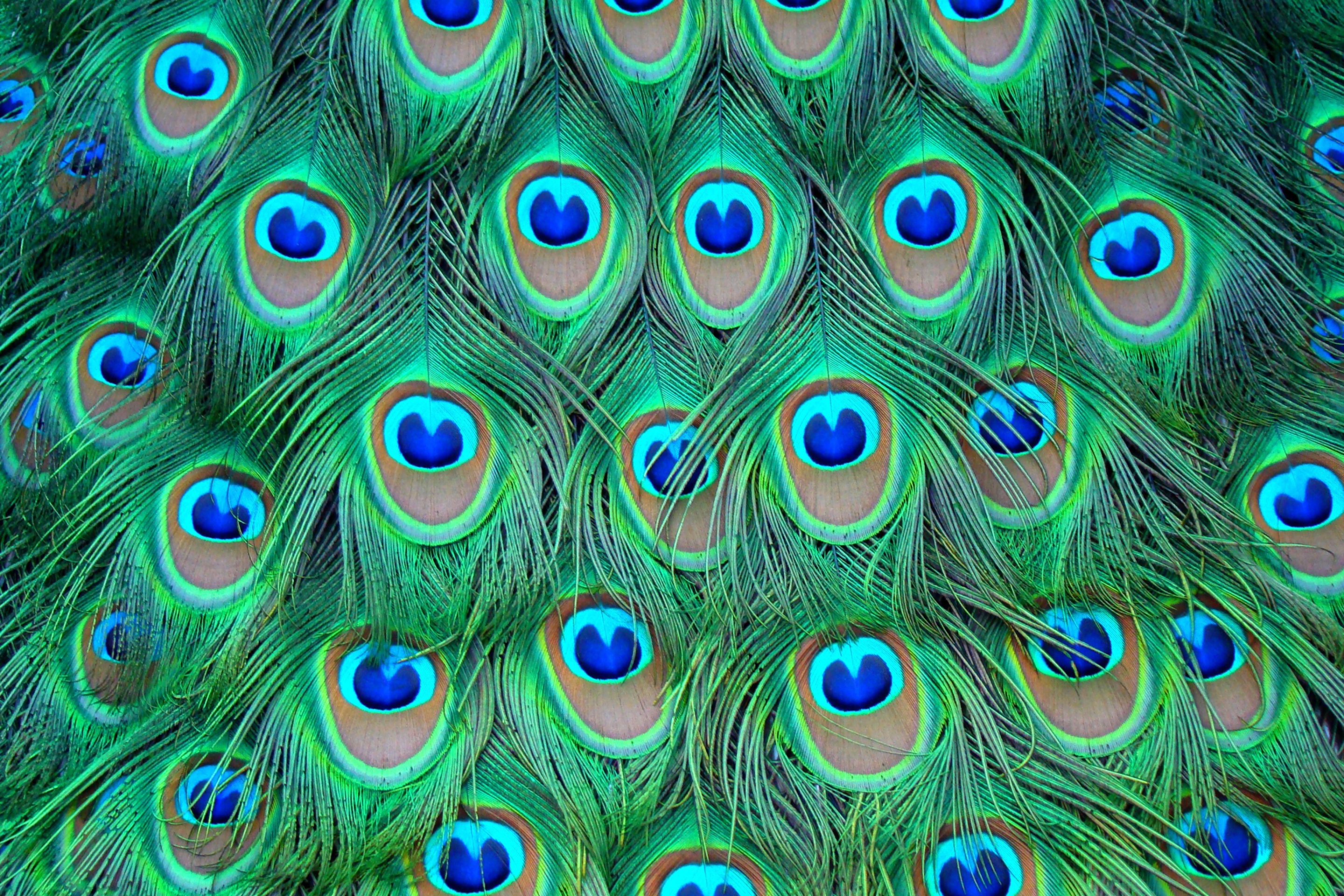 Screenshot №1 pro téma Peacock Feathers 2880x1920