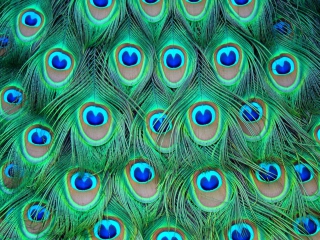 Das Peacock Feathers Wallpaper 320x240