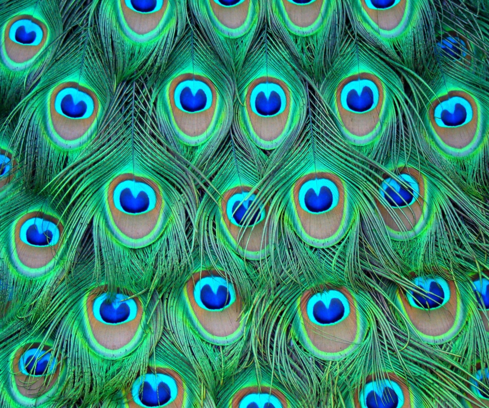 Обои Peacock Feathers 960x800