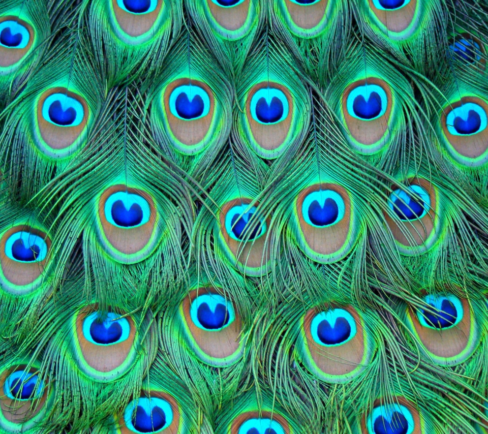 Обои Peacock Feathers 960x854