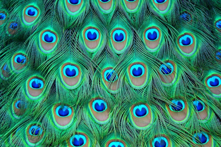 Обои Peacock Feathers