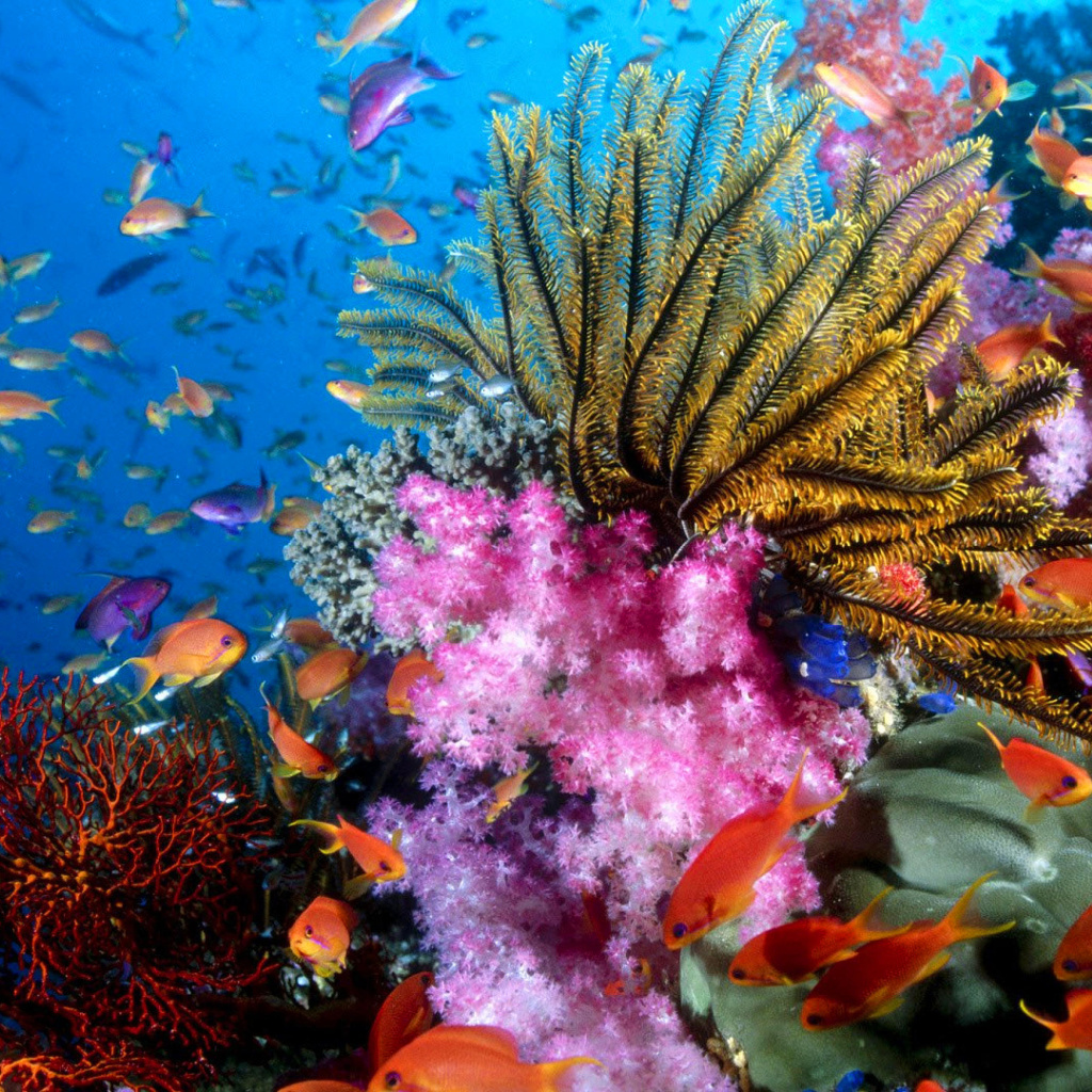 Обои Aquarium World with Coral Reef 1024x1024