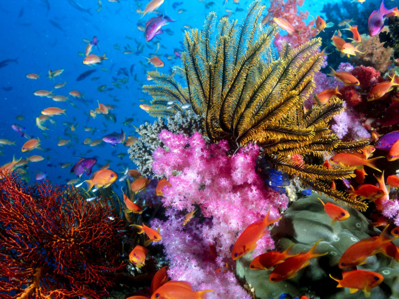 Обои Aquarium World with Coral Reef 1280x960